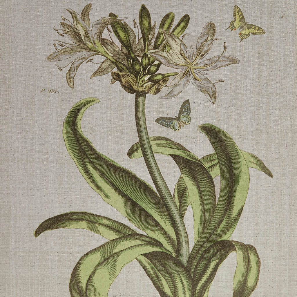 Herbal Botany 4-Piece Botanical Illustration Framed Canvas Wall Art Set - Image 9